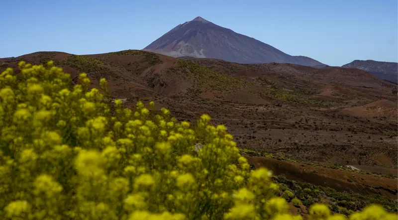 Yellow flowers in the foreground with Mount Teide beyond
