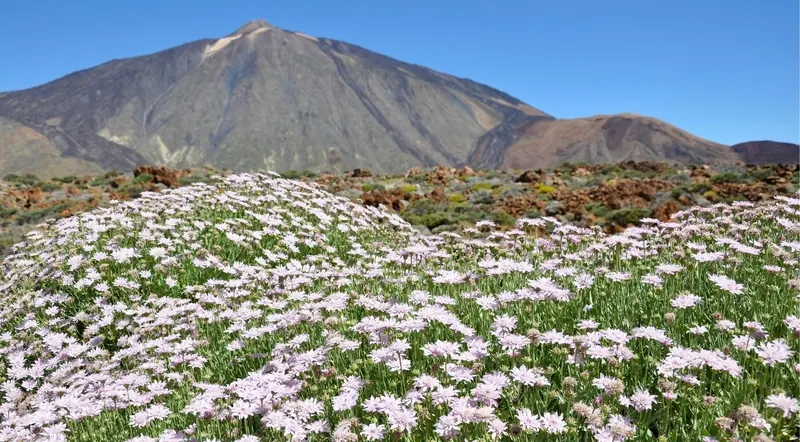 A carpet of pale flowers on the caldera floor below Mount Teide